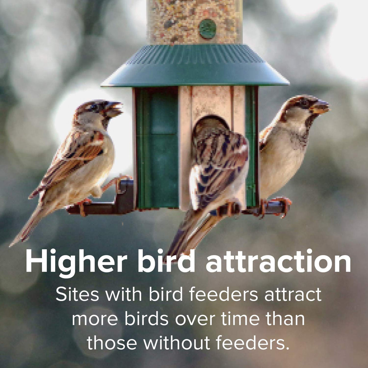 20 Pound Shell-Free Wild Bird Seed Mix T94658