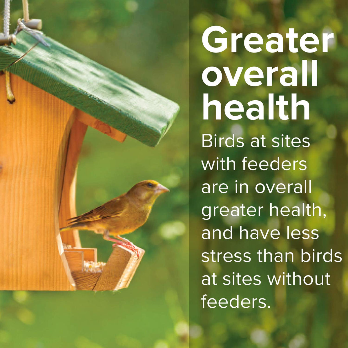 20 Pound Shell-Free Wild Bird Seed Mix T94658